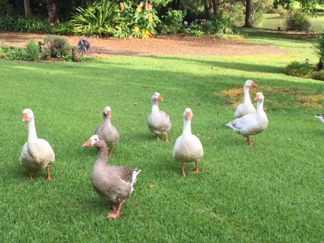 Maleny Lake Cottages Eksteriør bilde